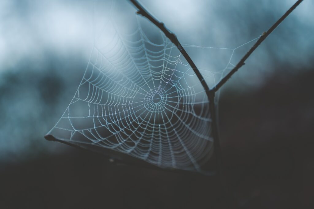Intricate Cobweb Macro with Dew Drops – Soft Background Wallpaper