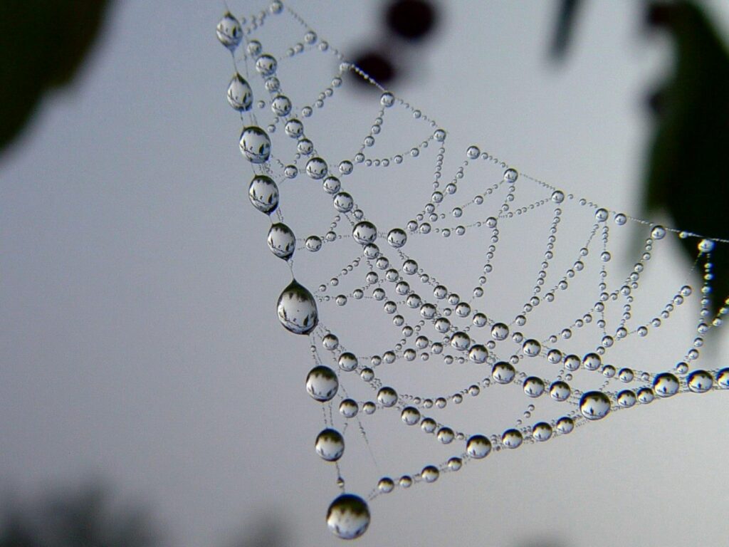 Glistening Dew Drops on Delicate Cobweb - Intricate Wallpaper Background