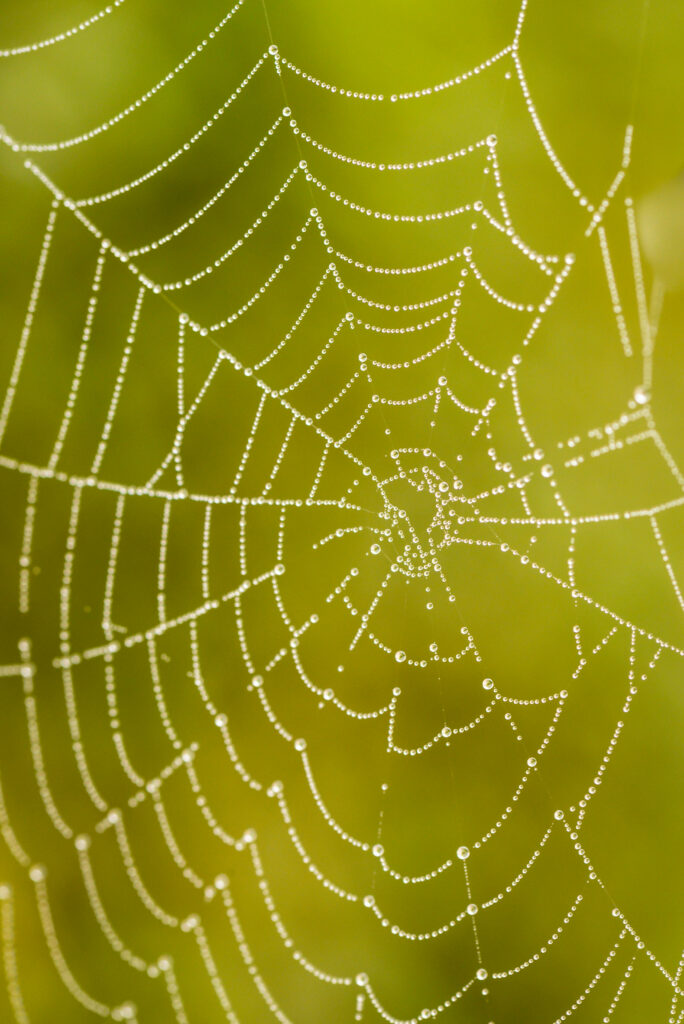 Vibrant Green Cobweb with Water Drops: Nature's Intricate Beauty Wallpaper