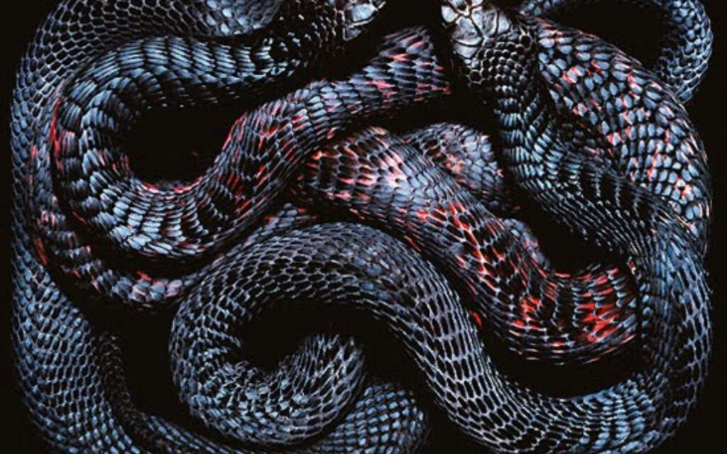 Intricate Snake Wallpaper: Black Scales with Red Patterns