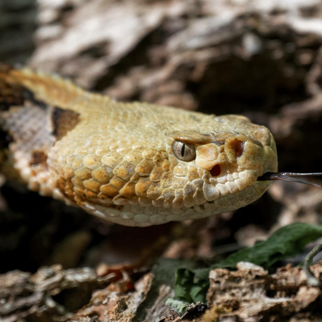 Intricate Common Timber Rattlesnake Wallpaper: Textured Scales & Eyes