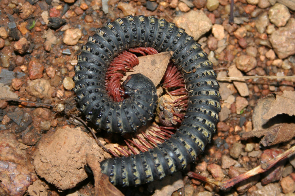 Curling Black Millipede Wallpaper: Nature's Intricate Armor Design