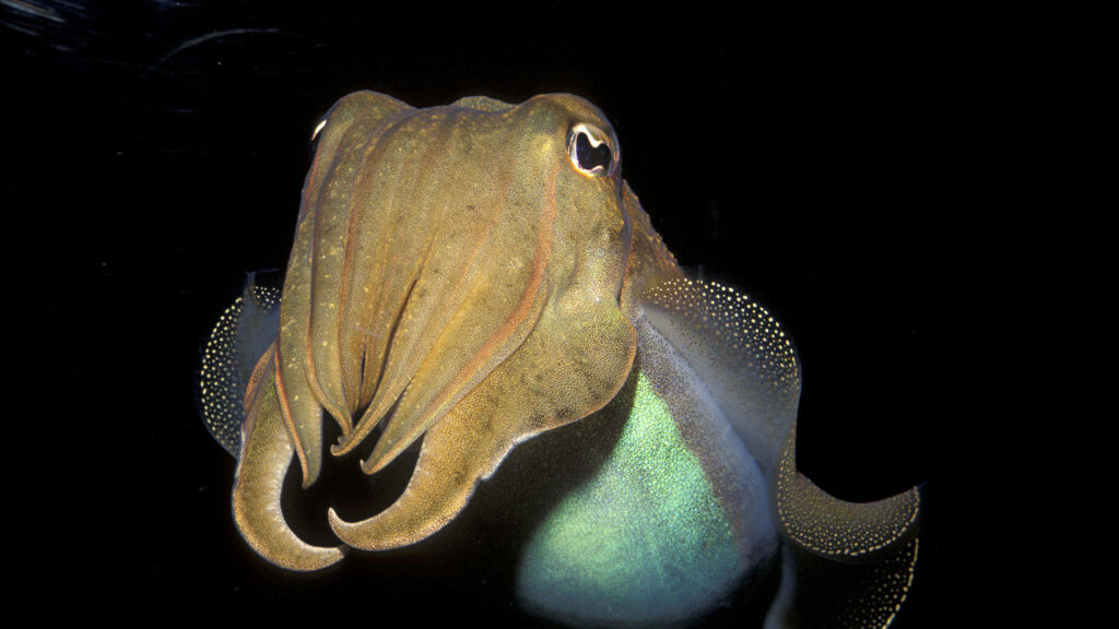 Close-Up Cuttlefish Wallpaper: Intricate Patterns on Dark Background