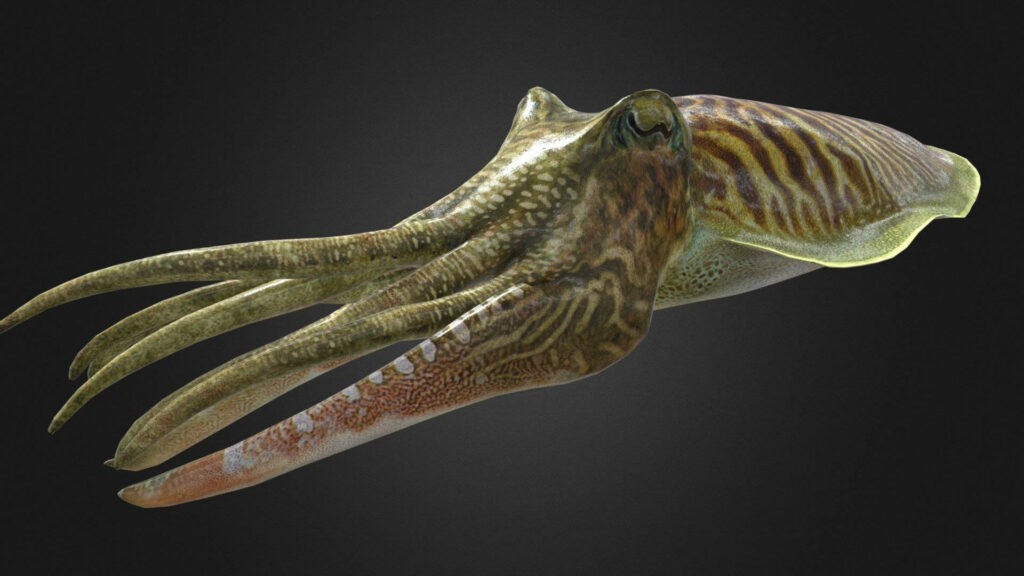 Cuttlefish Wallpaper: Intricate Patterns on Dark Background
