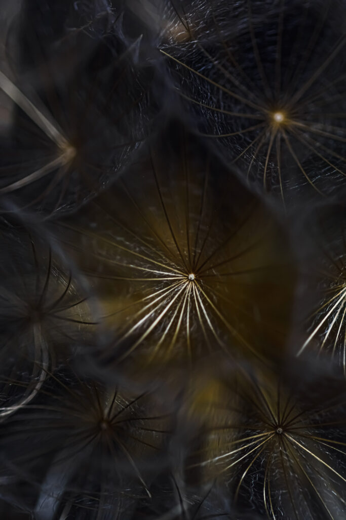 Intricate Dandelion Seeds Macro Photography for Moody Wallpaper Background