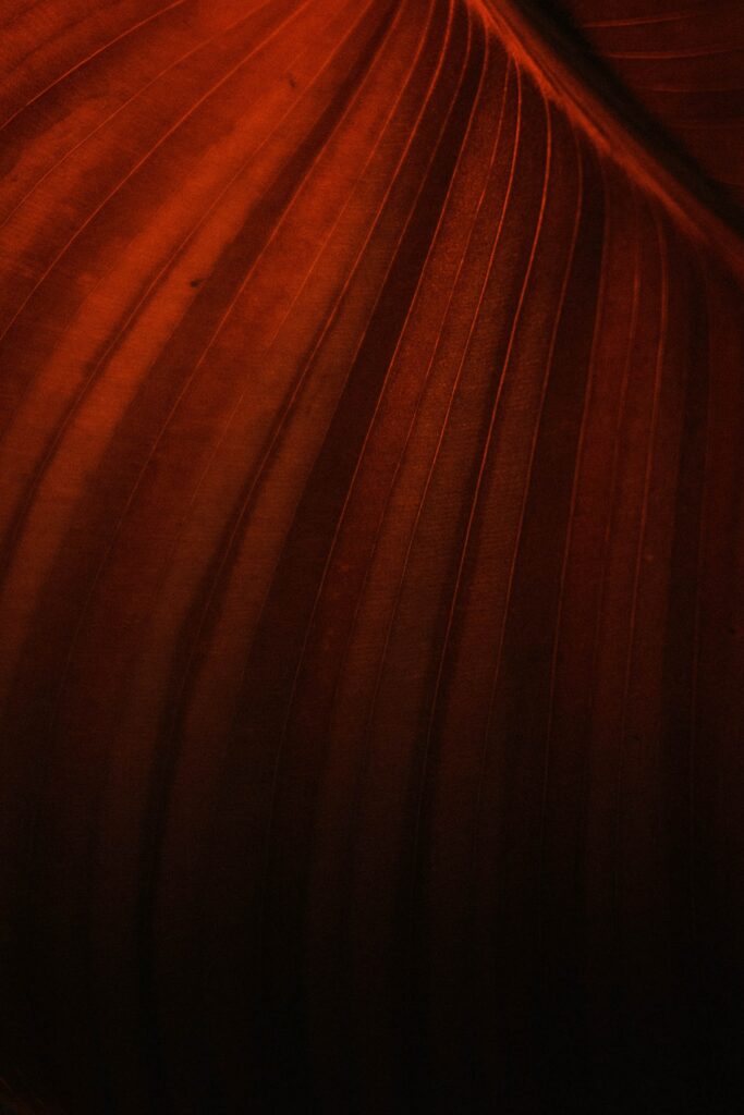 Intricate Dark Brown Leaf Macro: Textured Wallpaper Background