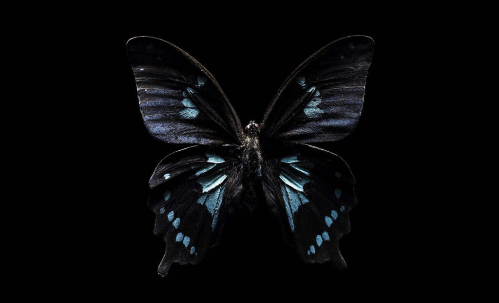 Dark Butterfly Wallpaper: Intricate Patterns on Captivating Black Background