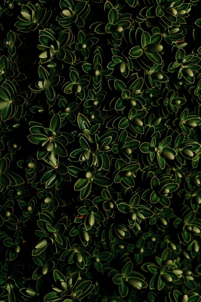 Intricate Dark Green Leaf Wallpaper: Lush Natural Aesthetic Background
