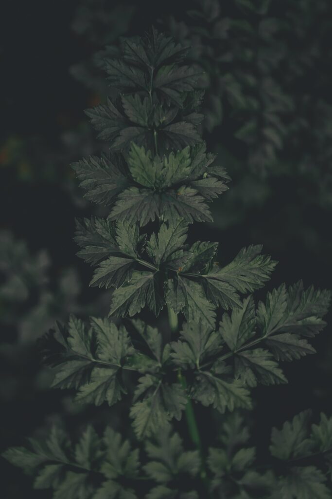 Dark Green Leaf Macro: Intricate Plant Textures for Wallpaper Background