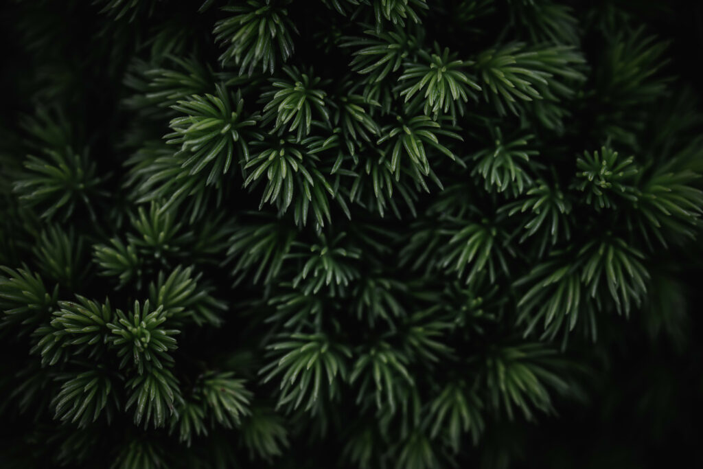 Intricate Dark Green Pine Needles Macro - Elegant Wallpaper Background