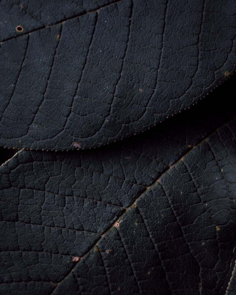 Intricate Dark Leaves Wallpaper: Macro View of Vein Patterns