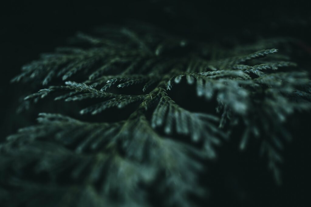 Intricate Dark Macro: Close-Up of Needles & Branches Wallpaper