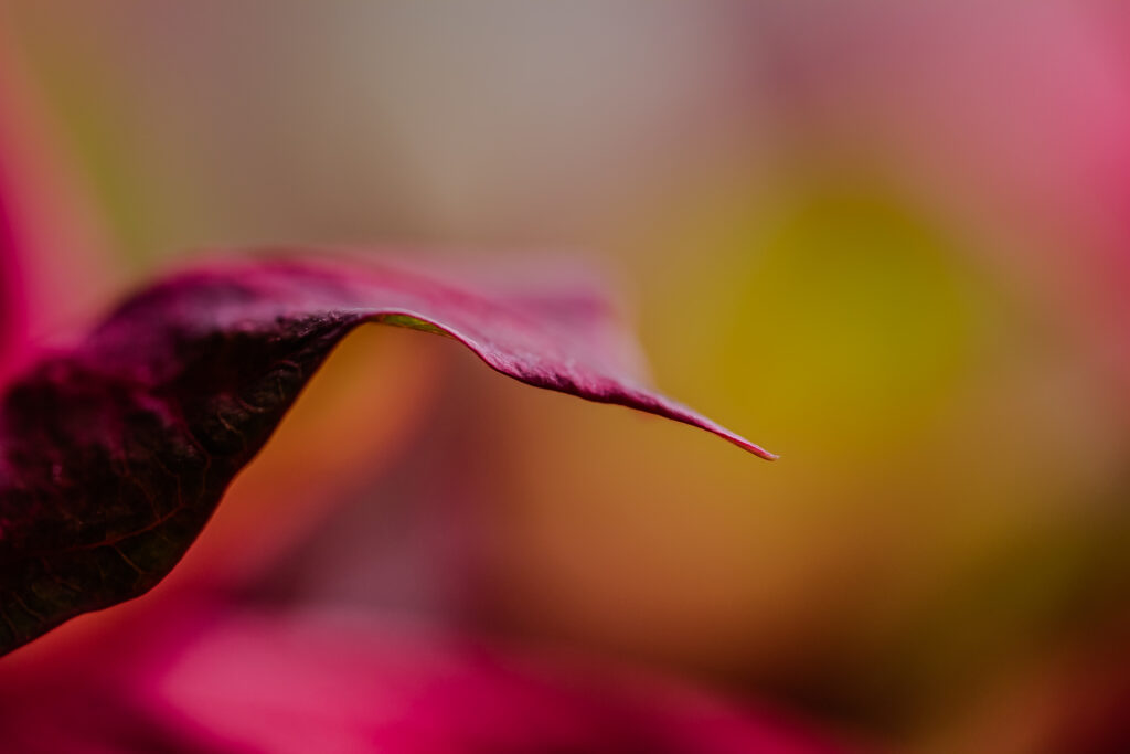 Intricate Dark Pink Leaf Macro Shot - Dreamy Wallpaper Background