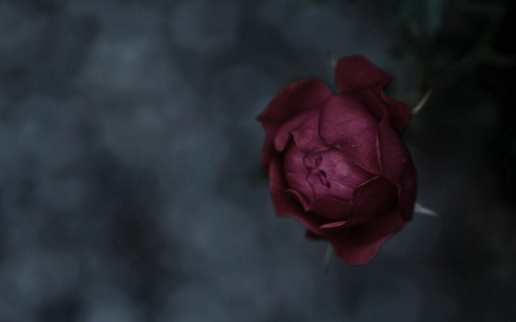 Intricate Dark Red Flower Bud - Stunning Wallpaper Background