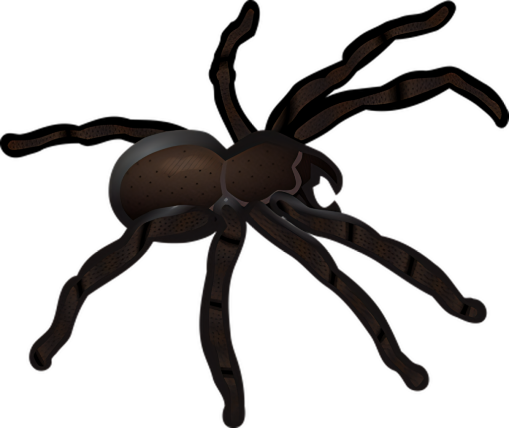 Detailed Dark Spider Wallpaper with Intricate Patterns on Transparent Background