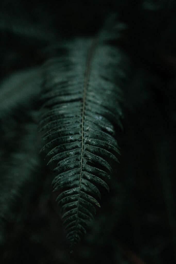 Intricate Dark-Tone Fern Leaf Wallpaper: Moody Macro Details
