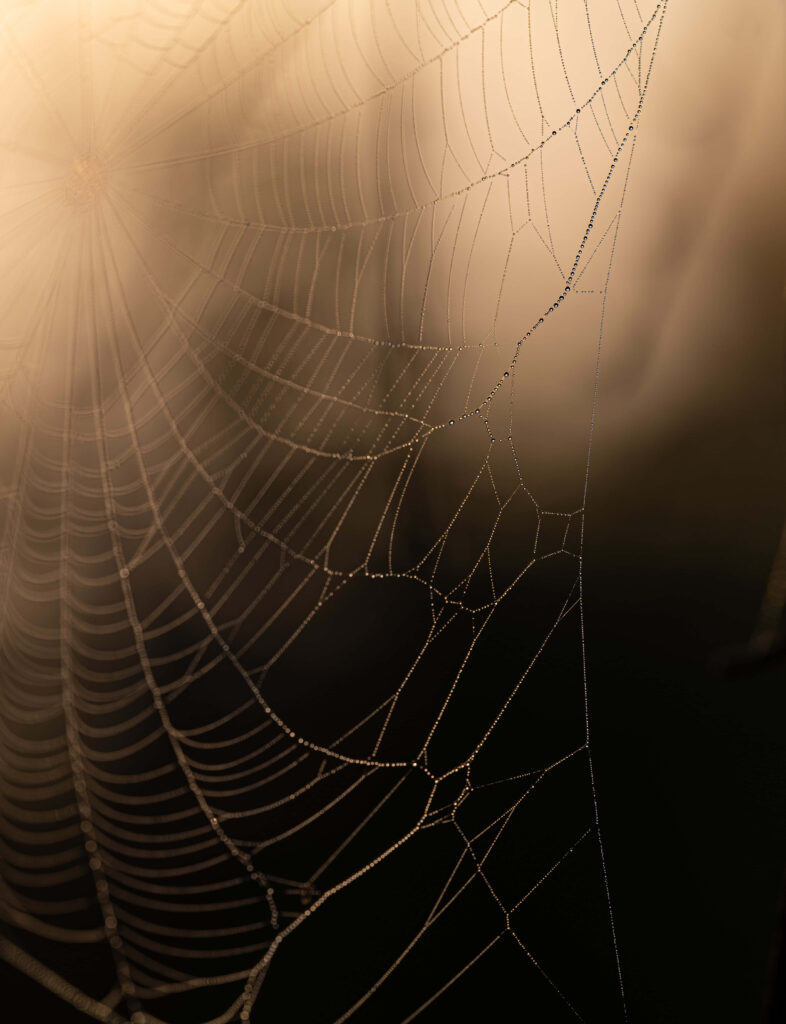Intricate Spider Web Wallpaper with Dew Drops on Blurred Background