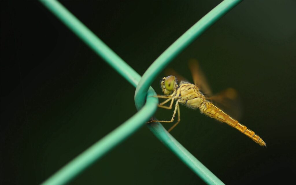 Intricate Dragonfly Close-Up on Green Metal Net - Wallpaper Background