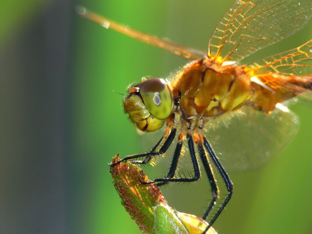 Detailed Dragonfly Wallpaper: Close-Up of Wings & Textured Body