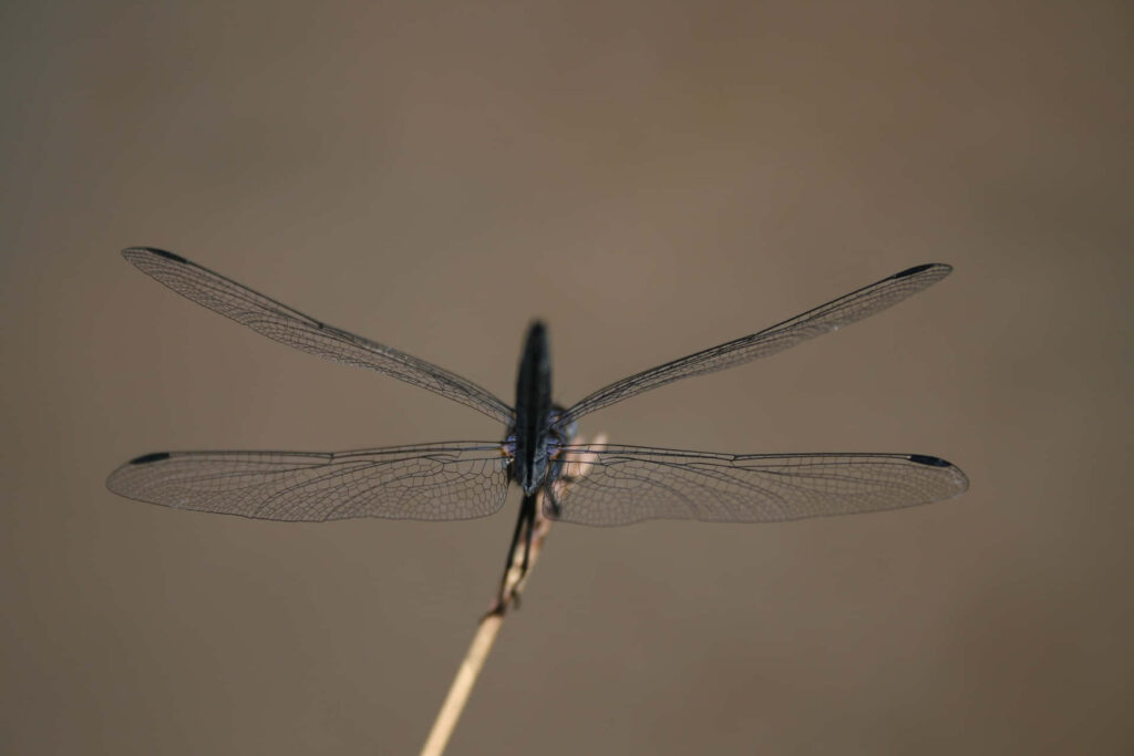 Intricate Dragonfly Wallpaper: Delicate Wings on a Twig Background