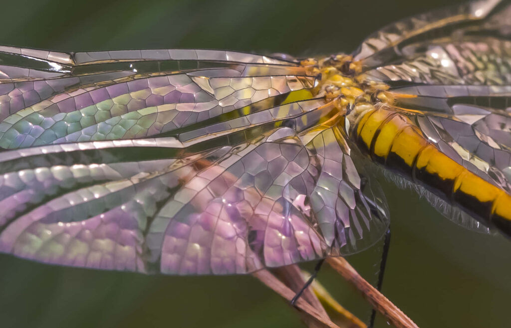 Intricate Dragonfly Wallpaper: Iridescent Wings & Vibrant Details