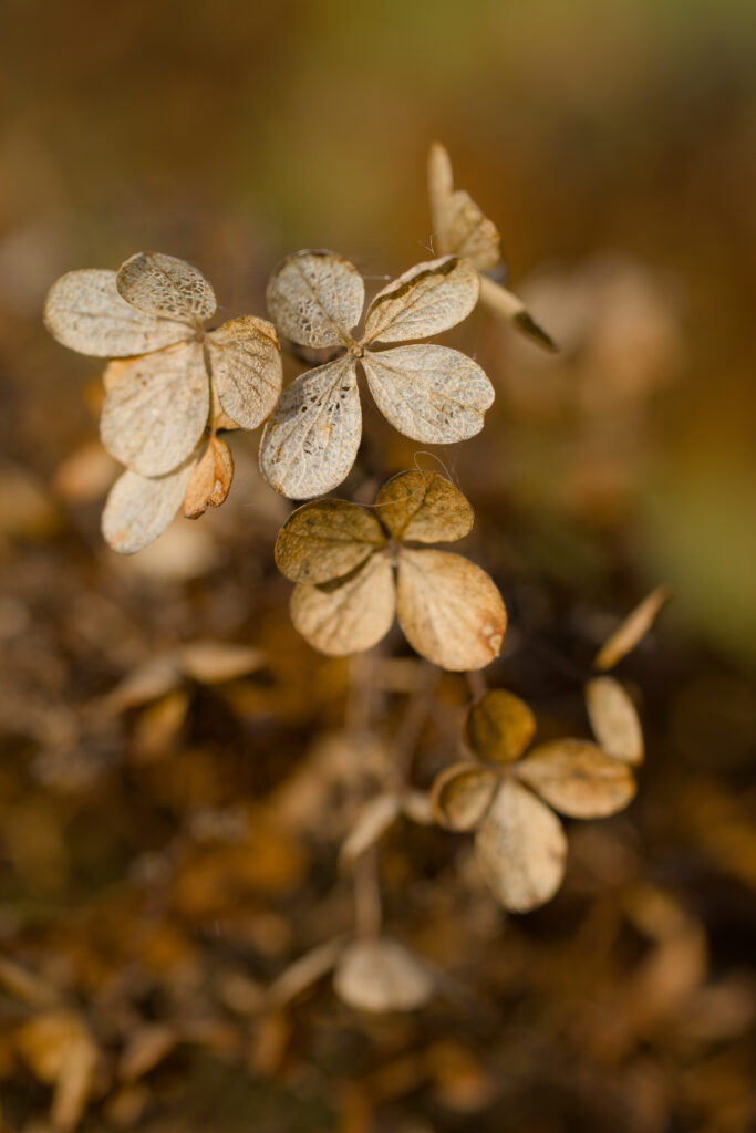 Intricate Dried Plant Petals Macro Shot - Earthy Wallpaper Background