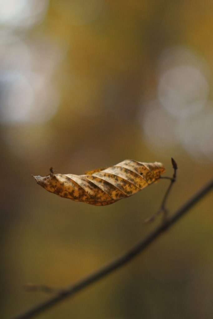 Intricate Brown Leaf Close-Up: Autumn Wallpaper Background