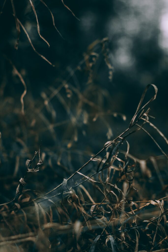 Moody Close-Up of Dry Grass: Intricate Textures for Wallpaper