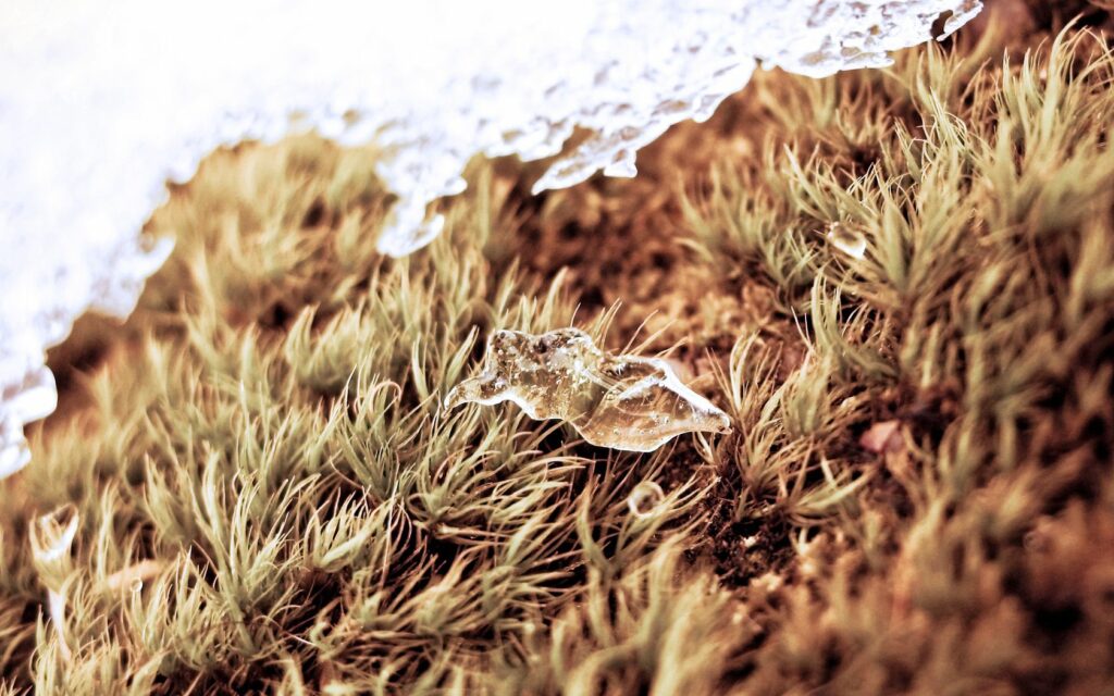 Intricate Frozen Landscape: Dry Grass with Snow Wallpaper Background