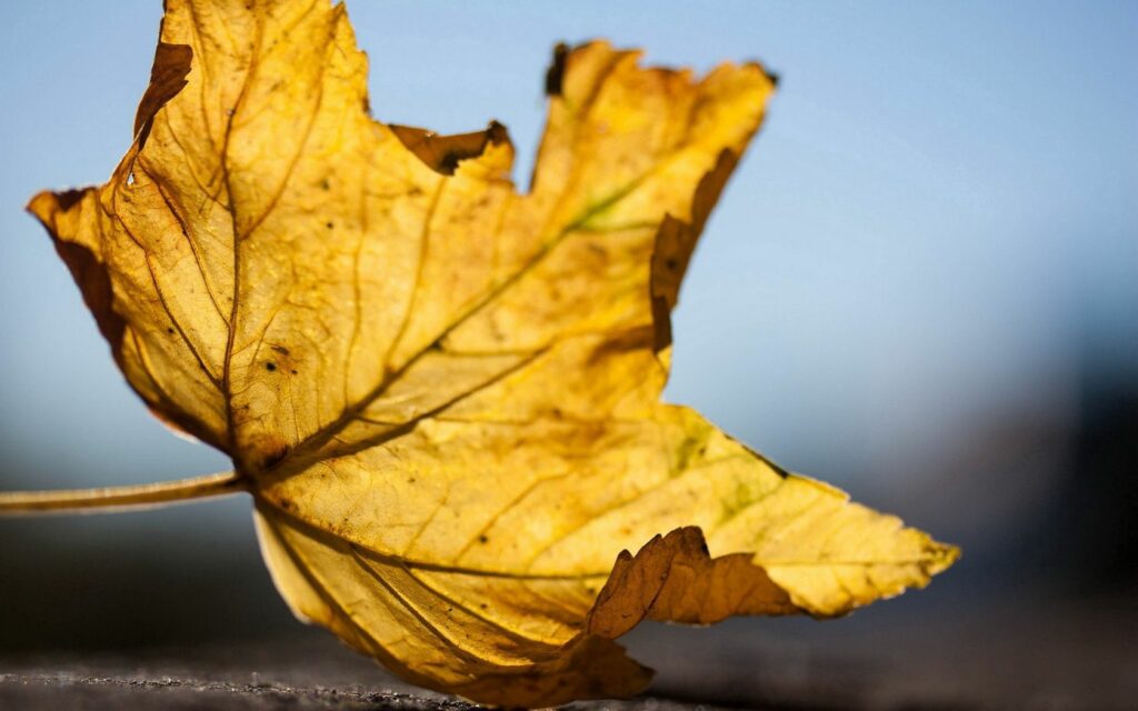 Intricate Dry Maple Leaf Close-Up - Vibrant Wallpaper Background