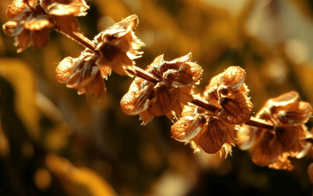 Close-Up of Illuminated Dry Branch: Textured Wallpaper Background