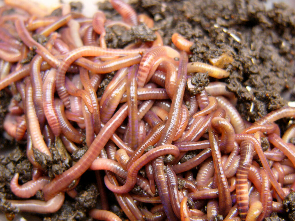 Close-Up of Earthworms Entangled in Dark Soil - Nature's Chaos Wallpaper