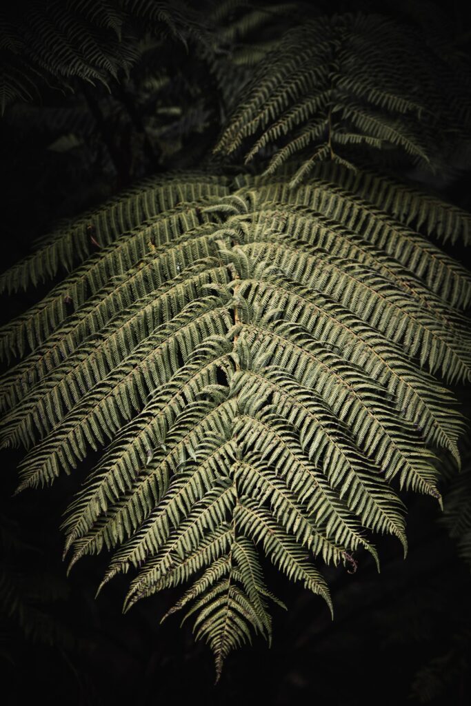 Intricate Fern Macro Shot: Textured Leaf Patterns on Dark Wallpaper
