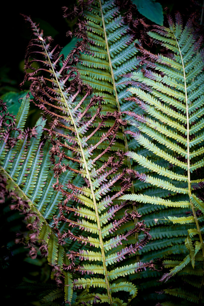 Close-up of fern branches with green and brown leaves showcasing delicate natural texture wallpaper