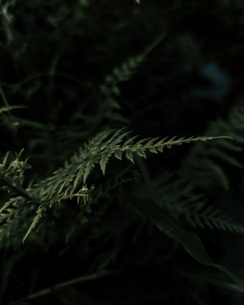Intricate Fern Leaf Close-Up on Dark Background - Wallpaper Design