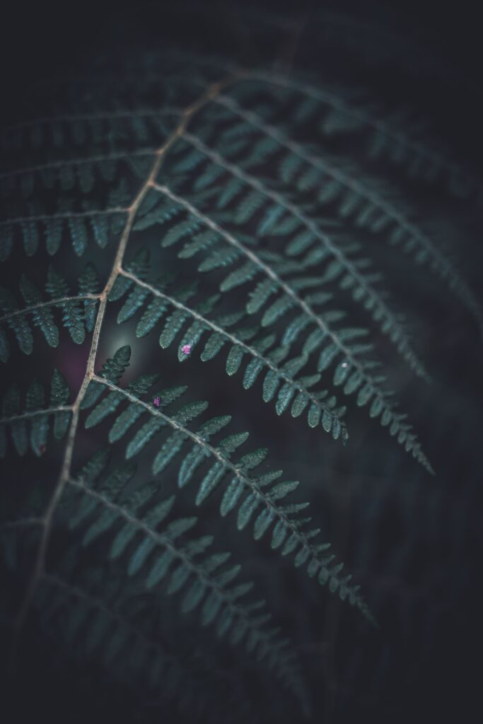 Intricate Fern Leaf Close-Up Wallpaper: Vivid Green on Dark Background