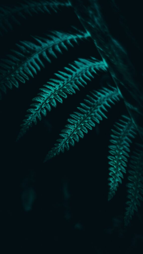Intricate Fern Leaves Close-Up: Dark, Moody Wallpaper Background
