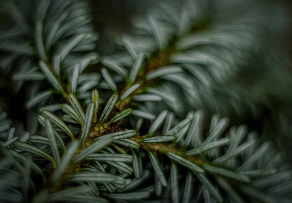 Intricate Fir Needle Macro Shot - Detailed Textures for Wallpaper