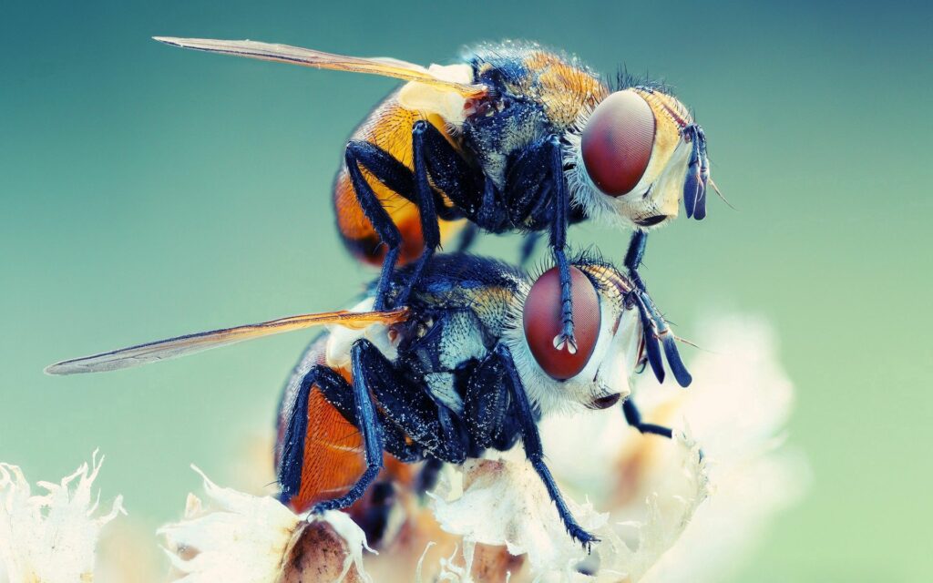 Intricate Floral Close-Up: Flies on Flower Wallpaper Background