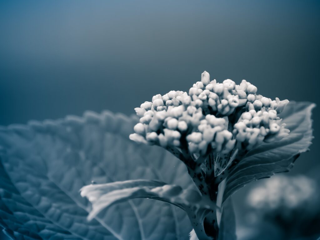 Intricate Macro Flower Close-Up with Textured Leaves - Wallpaper Background