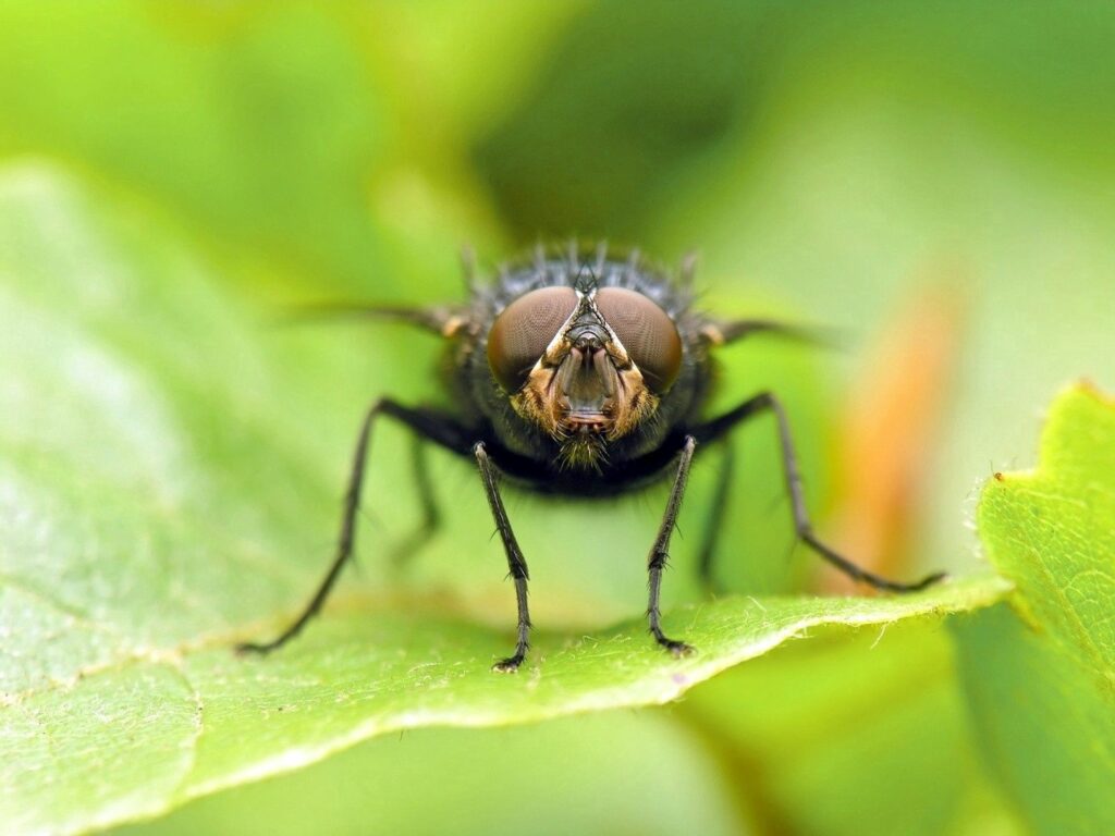 Intricate Fly Close-Up on Green Leaf - Nature Wallpaper Background