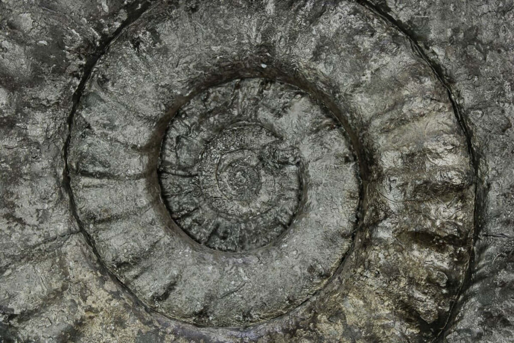 Closeup of fossilized ammonite with intricate spiral patterns and textured mineral surface wallpaper