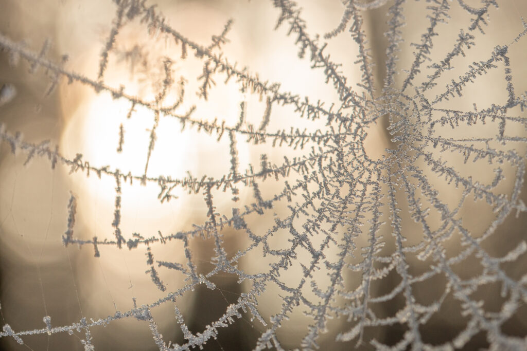 Frosted Cobweb Close-Up - Intricate Details Wallpaper Background