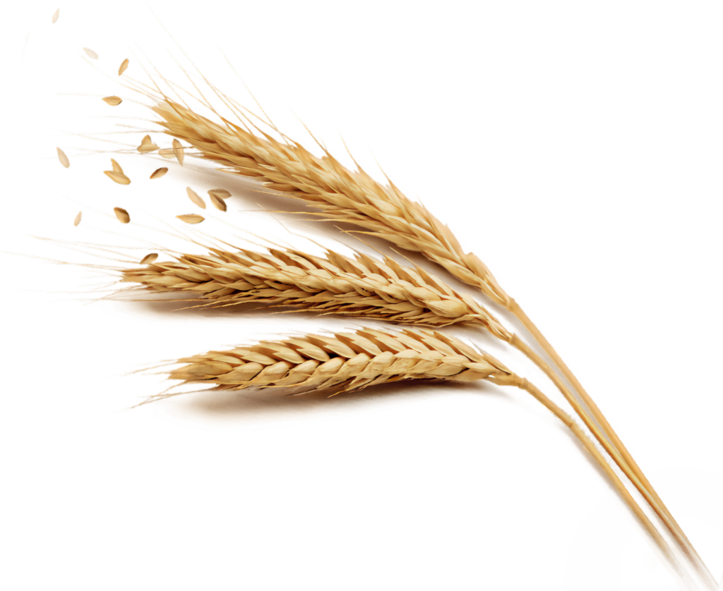 Delicate Golden Wheat Ears Wallpaper Background for Design Projects