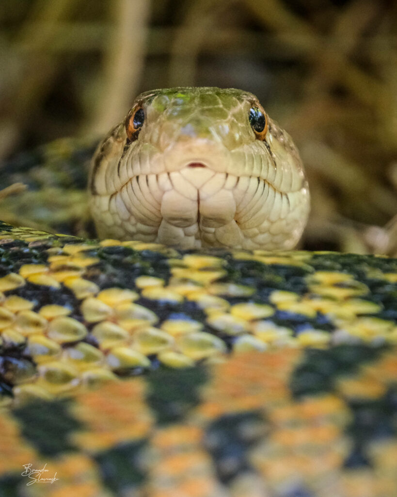 Stunning Gopher Snake Wallpaper: Close-Up of Intricate Scales