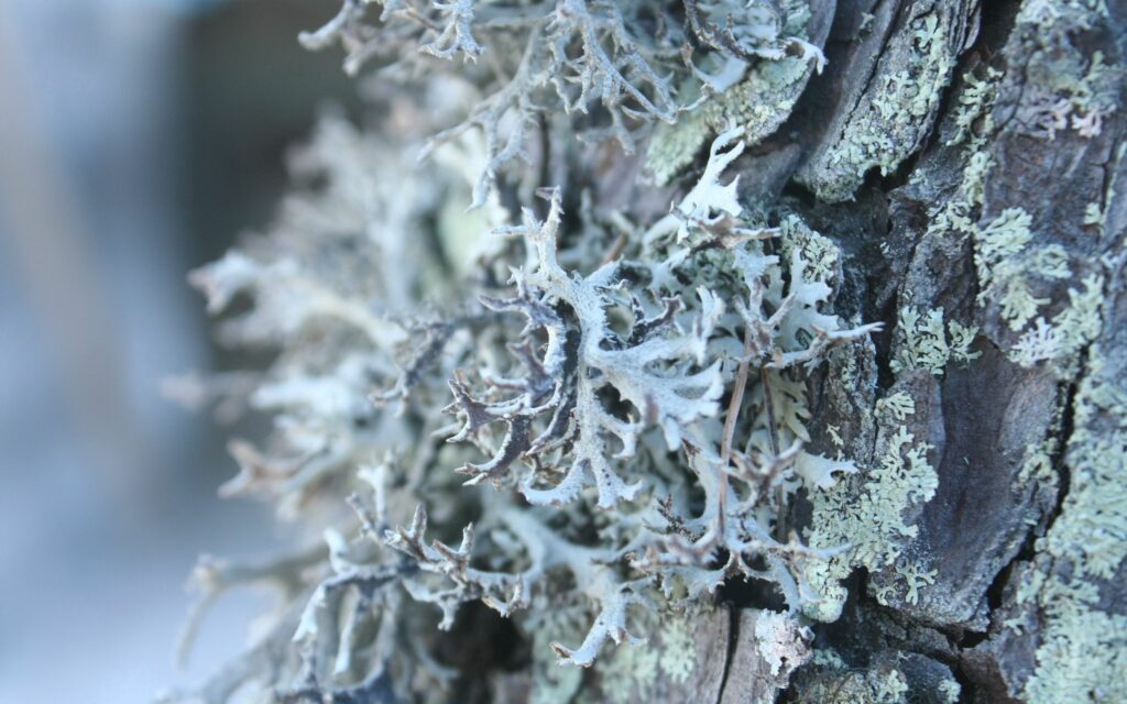 Intricate Tree Bark Close-Up: Gray & Green Lichen Wallpaper Background