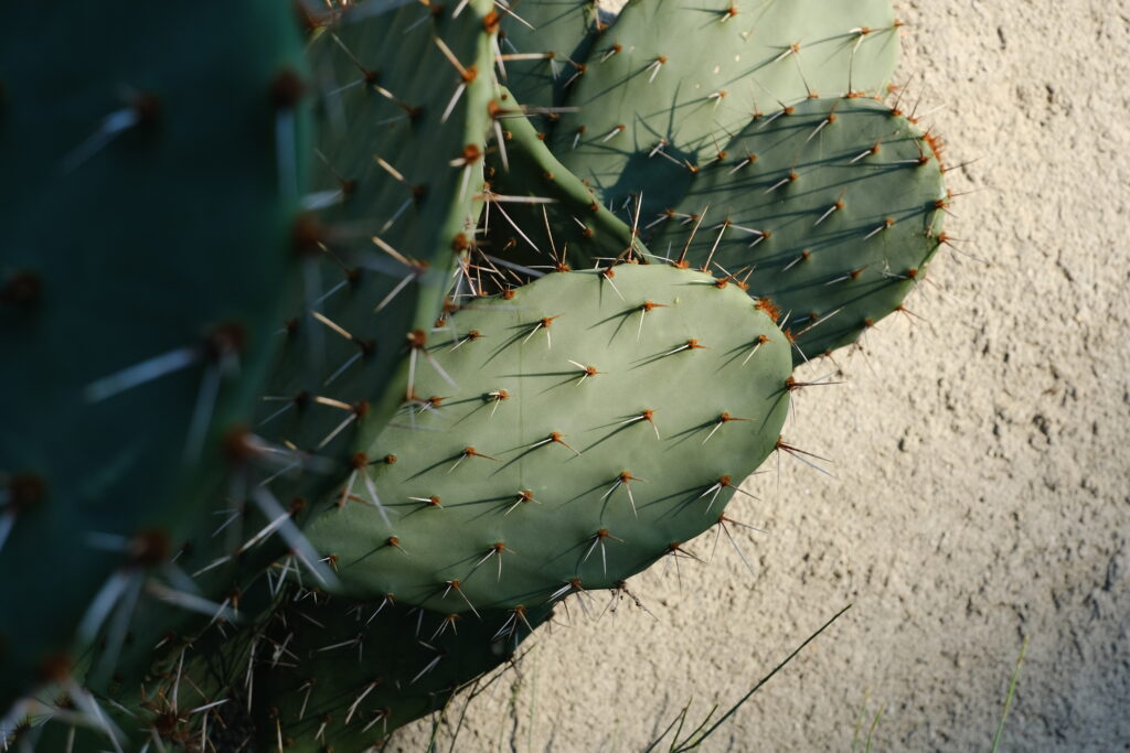 Intricate Green Cactus Macro: Sharp Needles & Textured Wallpaper