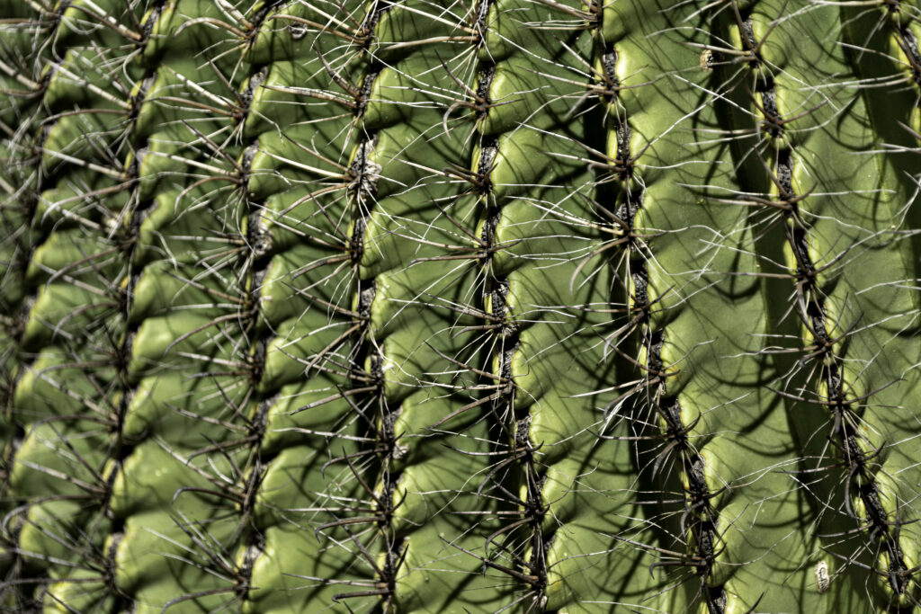Macro Close-Up of a Green Cactus: Intricate Patterns & Needles Wallpaper