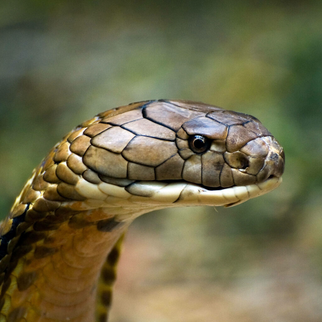 Cobra Wallpaper: Close-Up of Intricate Green Scales & Textures