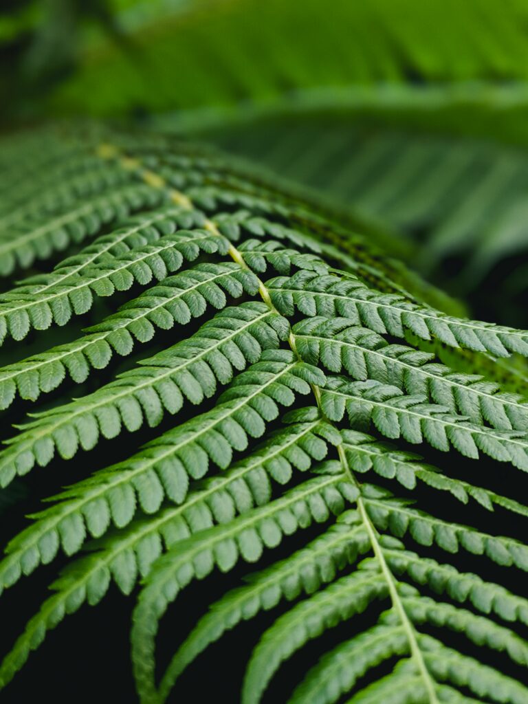 Close-Up of Green Fern Leaf: Intricate Patterns & Natural Texture Wallpaper